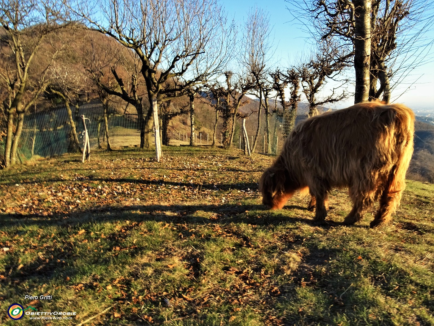 68 Agriturismo Prati Parini -Mucca scozzese (Highlander) al pascolo.JPG